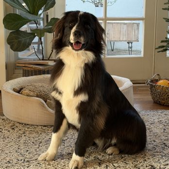 CDM Dog Grooming - Odie the good boy - Pet Groomers Near Me - Costa Mesa, California CDM Dog Grooming - Odie the good boy - Pet Groomers Near Me - Costa Mesa, California