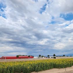 Marana Pumpkin Patch & Farm Festival
