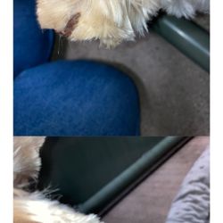 Camp Bow Wow Tucson - My dogs torn ear