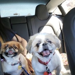 My dogs after grooming My dogs after grooming