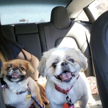 Beverly Hills Mobile Grooming - My dogs after grooming - Pet Groomers Near Me Beverly Hills Mobile Grooming - My dogs after grooming - Pet Groomers Near Me