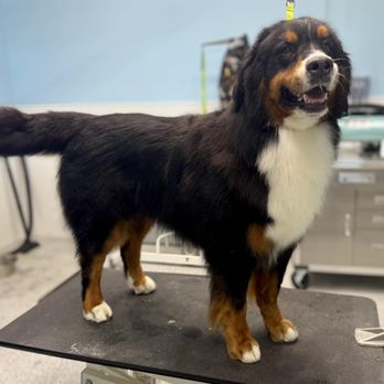 Bluegrass Dog Lodge - Pet Groomers Near Me - Salvisa, Kentucky Bluegrass Dog Lodge - Pet Groomers Near Me - Salvisa, Kentucky
