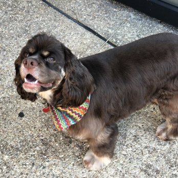 Nature's Groom - Pet Groomers Near Me - Baton Rouge, Louisiana Nature's Groom - Pet Groomers Near Me - Baton Rouge, Louisiana