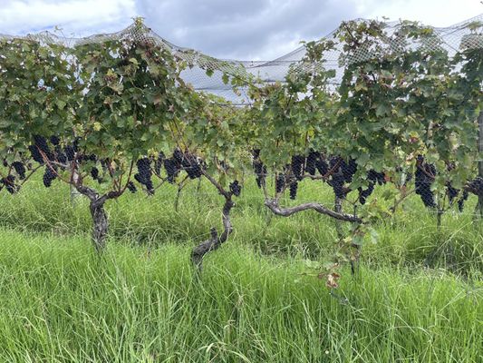 Te Motu Vineyard by null