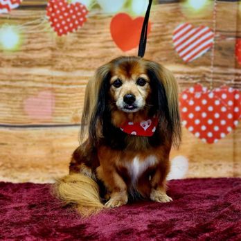 The Groomery - Pet Groomers Near Me - Temecula, California