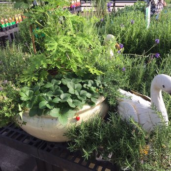 Calloway's Nursery - Beautiful! - Nurseries & Gardening Near Me - Richardson, Texas
