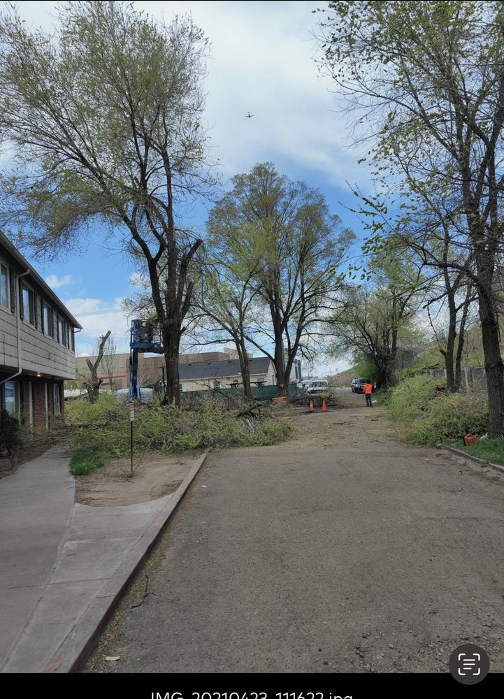 Master T Tree Service - tree service in West Valley City, UT