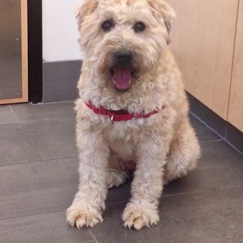 Banfield Pet Hospital - Veterinarians Near Me - Washington, DC, District of Columbia