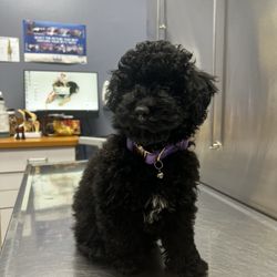 Austin Veterinary Care