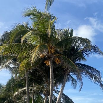 Guru Beach Club - Ripe Coconuts in tree - Beach Bars Near Me - Isla Mujeres, ROO Guru Beach Club - Ripe Coconuts in tree - Beach Bars Near Me - Isla Mujeres, ROO