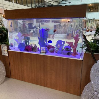 Aquarium Network - 240 Gallon Custom Aquarium in Hospital Lobby - Aquarium Services Near Me - Bellmore, New York