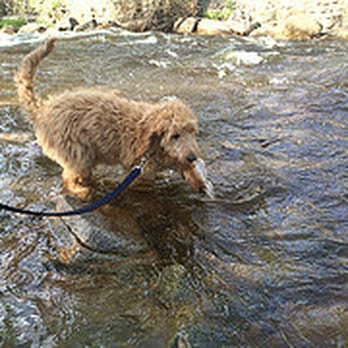 For Pup's Sake - Pet Training Near Me For Pup's Sake - Pet Training Near Me