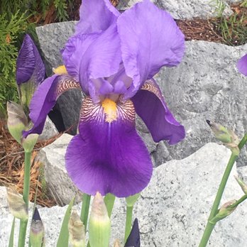 Gold Rush Mobile Home Park - Iris in Space 47 - Mobile Home Parks Near Me - Sonora, California Gold Rush Mobile Home Park - Iris in Space 47 - Mobile Home Parks Near Me - Sonora, California