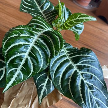 Trader Joe's - $7.99 beautiful plants! - Grocery Near Me - Charlotte, North Carolina Trader Joe's - $7.99 beautiful plants! - Grocery Near Me - Charlotte, North Carolina