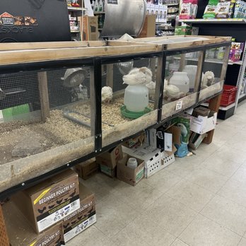 Overton Ace Hardware - Turkeys - Hardware Stores Near Me - Overton, Nevada Overton Ace Hardware - Turkeys - Hardware Stores Near Me - Overton, Nevada