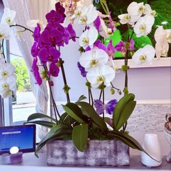 Lavender Oasis Nail Salon - The reception area