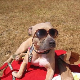 Georgia: Adopted 2005 from BAD RAP, chillin lakeside summer 2007. Georgia: Adopted 2005 from BAD RAP, chillin lakeside summer 2007.
