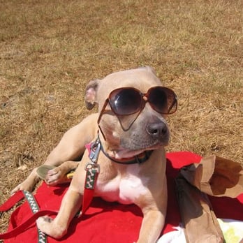 Animal Shelter Bad Rap Pitbull Rescue Cheap Bad Rap Dog Rescue