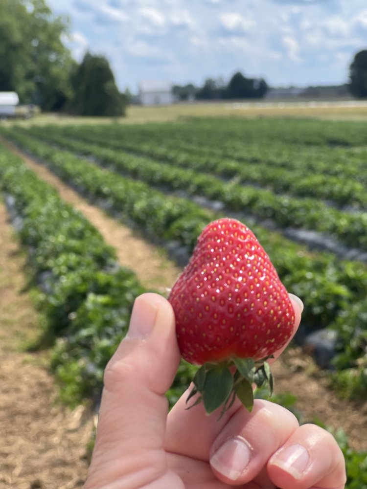 STRAWBERRY CITY Updated September 2024 5385 Nc Hwy 58 S, Nashville