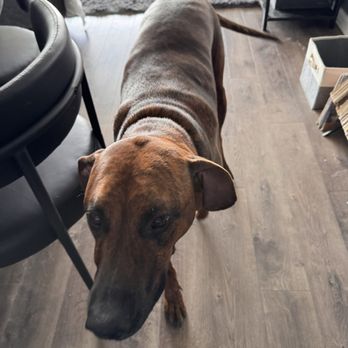 Achilles Heal - Beso coming over to get his treats! - Pop-up Shops Near Me - Denver, Colorado