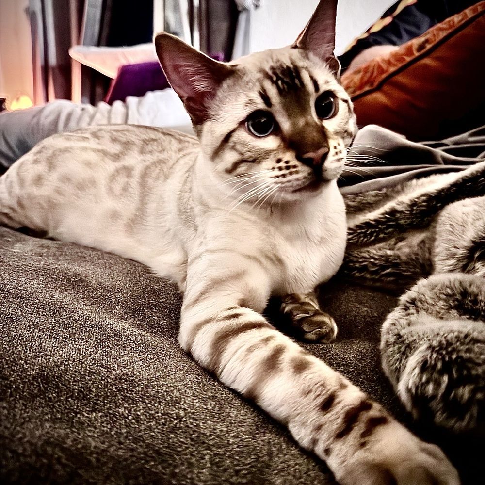 San Diego Dream Bengals - Pet Breeders Near Me San Diego Dream Bengals - Pet Breeders Near Me