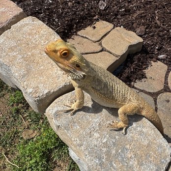 Lowe's Home Improvement - Milo my Bearded Dragon loves eating the flowers. All products bought from Hwy 280 Lowe's! great customer service. - Hardware Stores Near Me - Birmingham, Alabama Lowe's Home Improvement - Milo my Bearded Dragon loves eating the flowers. All products bought from Hwy 280 Lowe's! great customer service. - Hardware Stores Near Me - Birmingham, Alabama