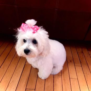 Dirty Dog - Venus @CupiVenus Instagram to see more! And how her boyfriend reacted! - Pet Groomers Near Me - Saratoga Springs, New York Dirty Dog - Venus @CupiVenus Instagram to see more! And how her boyfriend reacted! - Pet Groomers Near Me - Saratoga Springs, New York