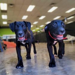 Paw Commons Pet Resort - Gilbert