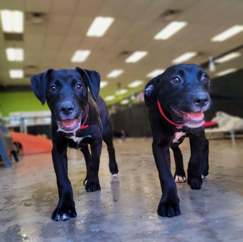 Paw Commons Pet Resort - Gilbert - pet boarding facility in Gilbert, AZ