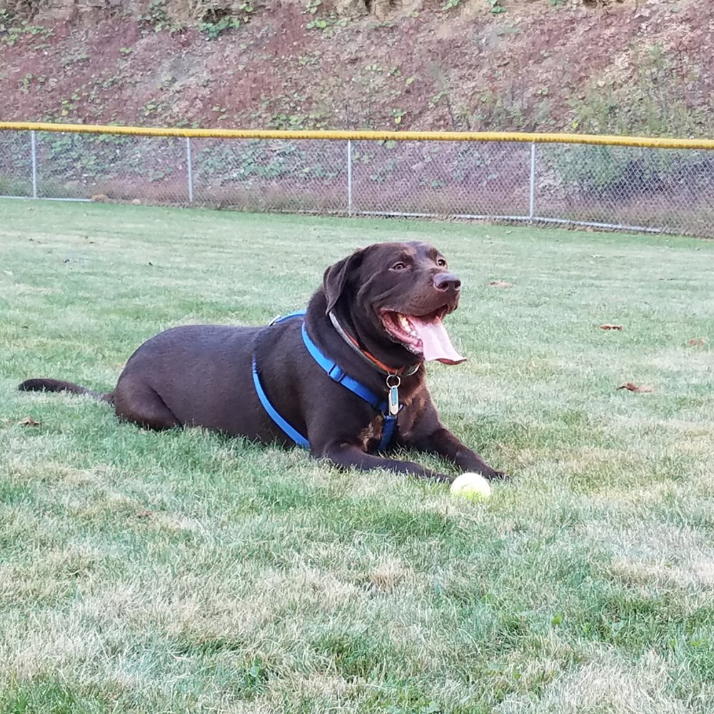 POOP 911 PITTSBURGH Updated August 2024 15 Reviews Natrona