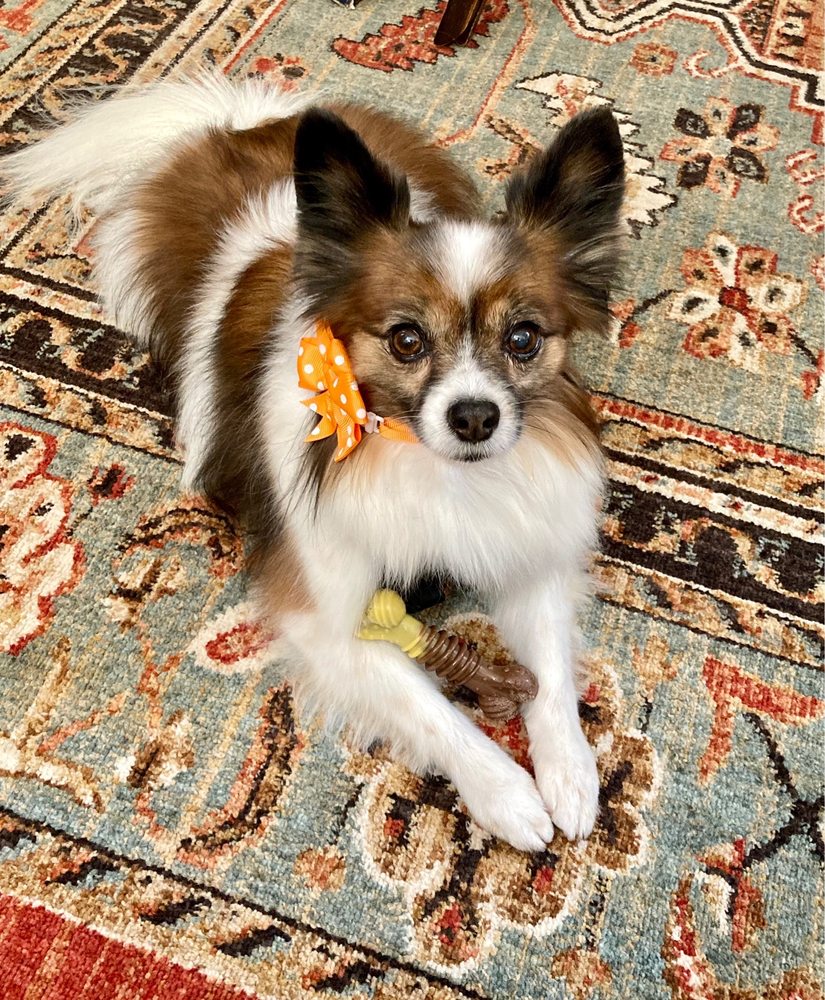 PAMPERED POOCH SPA & BOWTIQUE Updated October 2024 47 Photos & 76