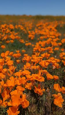 Antelope Valley California Poppy Reserve State Natural Reserve by null