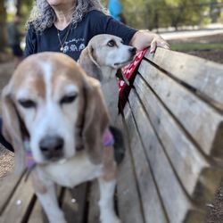 McKenzie Dog Park