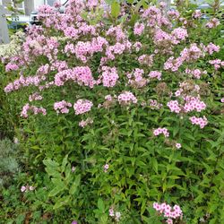 Admiral's Quarters Inn - Flowers