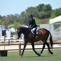 PDM Stables