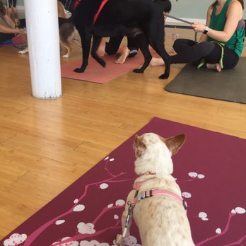 Invoke Yoga & Pilates Studio - Invoke's 2nd annual Doga - Pilates Near Me - Indianapolis, Indiana