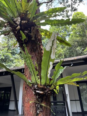 Bukit Timah Nature Reserve by null