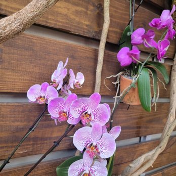 Little Hen - Orchids along the Terrace walls - Breakfast & Brunch Near Me - Miami, Florida