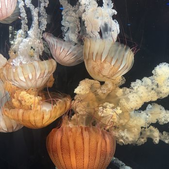 Audubon Aquarium - Jelly fish - Aquariums Near Me - New Orleans, Louisiana Audubon Aquarium - Jelly fish - Aquariums Near Me - New Orleans, Louisiana