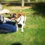 Photo of Manners and More Dog Training