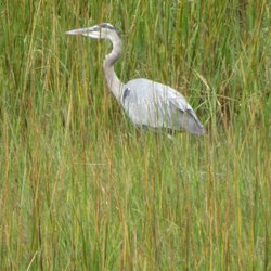 Oyster Cove B&B - Great Blue Heron visits our marsh every summer.