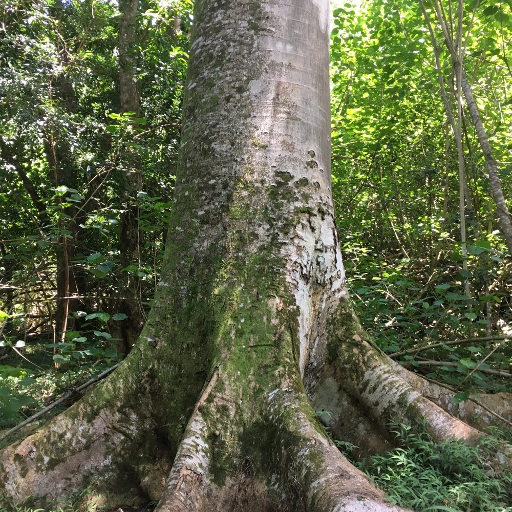Waimano Loop Trail - Incredible huge old growth trees! - Hiking Near Me - Pearl City, Hawaii Waimano Loop Trail - Incredible huge old growth trees! - Hiking Near Me - Pearl City, Hawaii