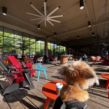 Dancing Goats Coffee - a dog sitting on a porch - Coffee & Tea Near Me - Atlanta, Georgia