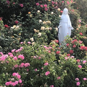 San Rafael Parish - Mother Mary Statue amongst the blooming roses. - Religious Organizations Near Me - San Diego, California San Rafael Parish - Mother Mary Statue amongst the blooming roses. - Religious Organizations Near Me - San Diego, California