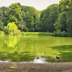 Kurpark - Salzteich - fett veralgt (07/2018)