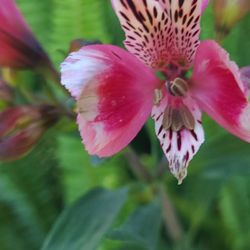 Krotona Institute of Theosophy - Flowers in the back garden