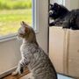Photo of HART Homeless Animal Rescue Team of Maine