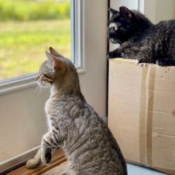 HART Homeless Animal Rescue Team of Maine