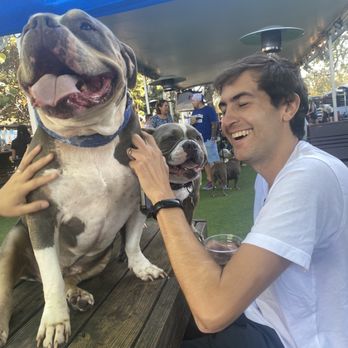 The Dog Bar - Playing with pups :) - Sports Bars Near Me - St. Petersburg, Florida The Dog Bar - Playing with pups :) - Sports Bars Near Me - St. Petersburg, Florida