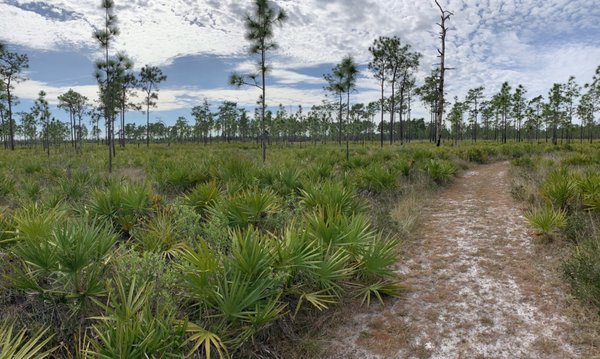The Nature Conservancy's Disney Wilderness Preserve by null